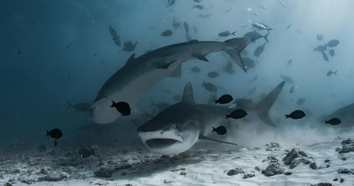 Liquidity Sweep: Cách Nhận Diện Cú Quét Thanh Khoản Trước Khi Đảo Chiều Hình ảnh cá mập săn mồi đại diện cho tư duy bắt Liquidity Sweep